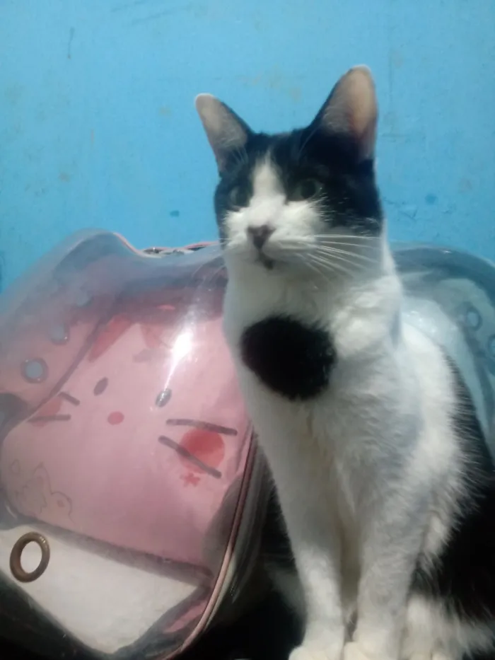 Gato raça SRD-ViraLata idade 1 ano nome Hugo
