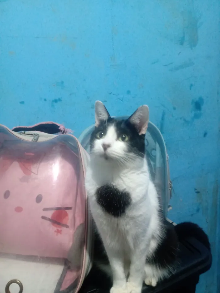 Gato raça SRD-ViraLata idade 1 ano nome Hugo