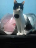 Hugo