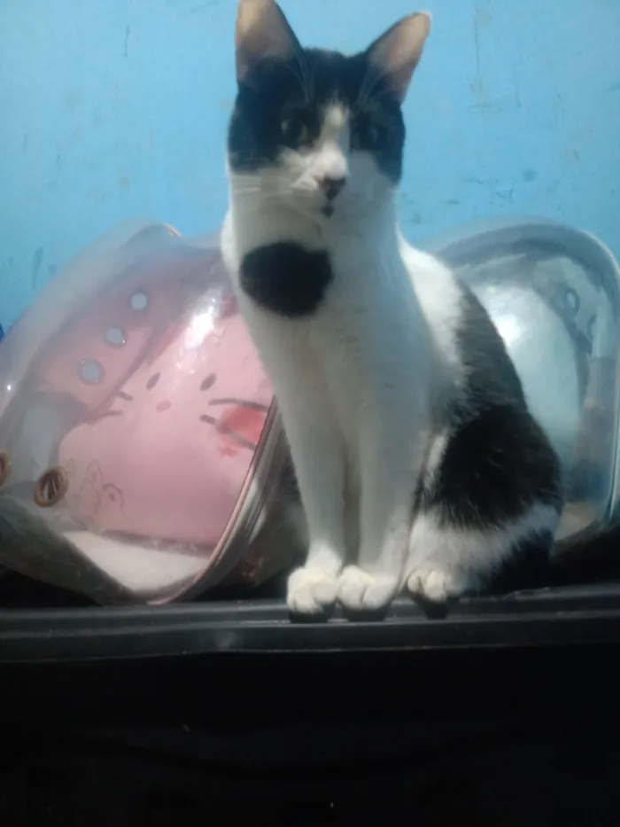 Gato raça SRD-ViraLata idade 1 ano nome Hugo