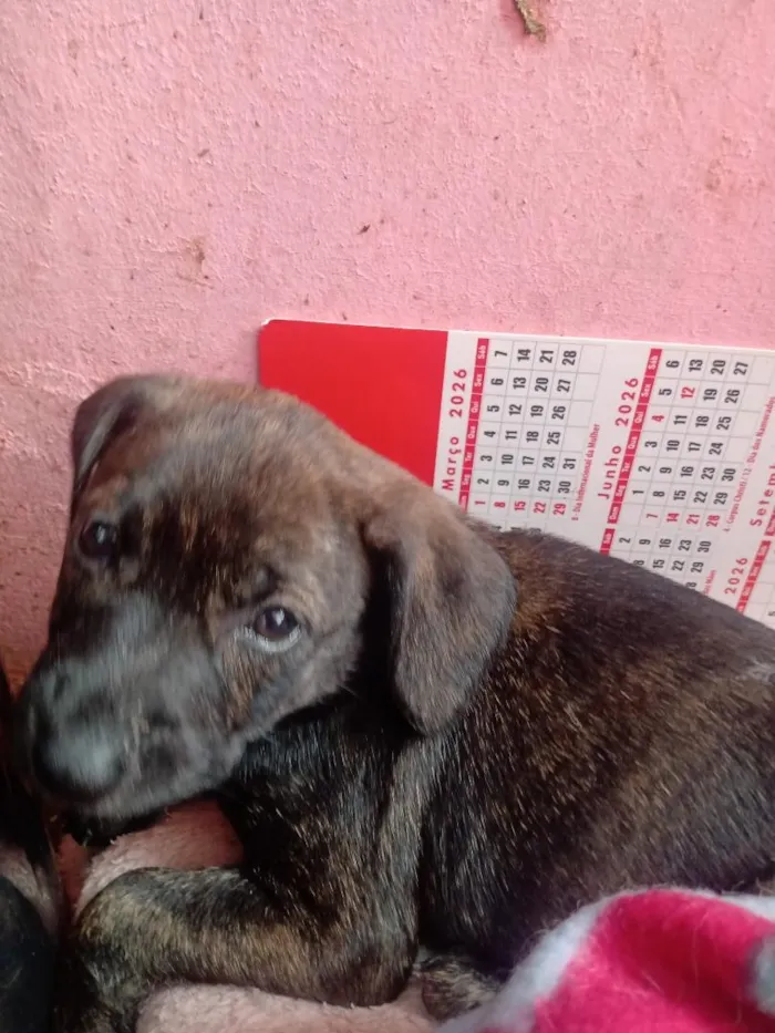 Cachorro raça SRD-ViraLata idade 2 a 6 meses nome Matilda