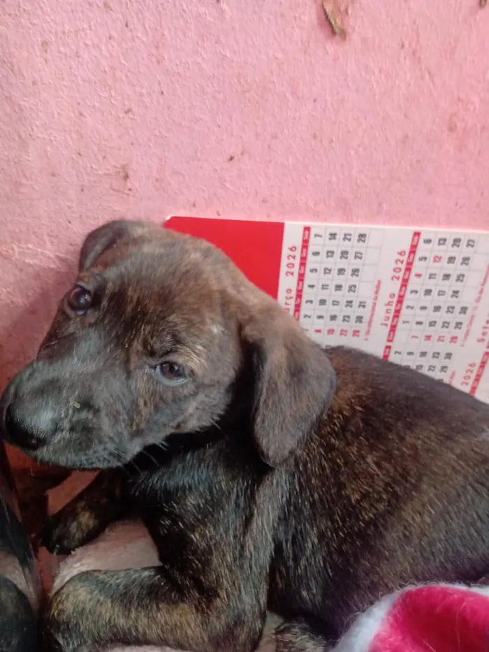 Cachorro raça SRD-ViraLata idade 2 a 6 meses nome Matilda
