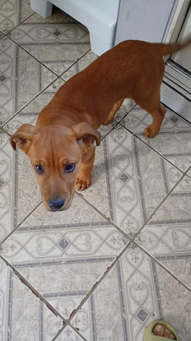 Cachorro raça SRD-ViraLata idade 2 a 6 meses nome toto
