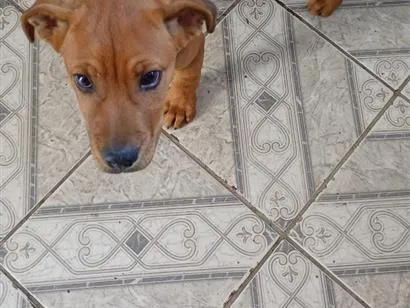 Cachorro raça SRD-ViraLata idade 2 a 6 meses nome toto
