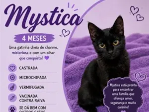 Gato raça SRD-ViraLata idade 2 a 6 meses nome Mystica