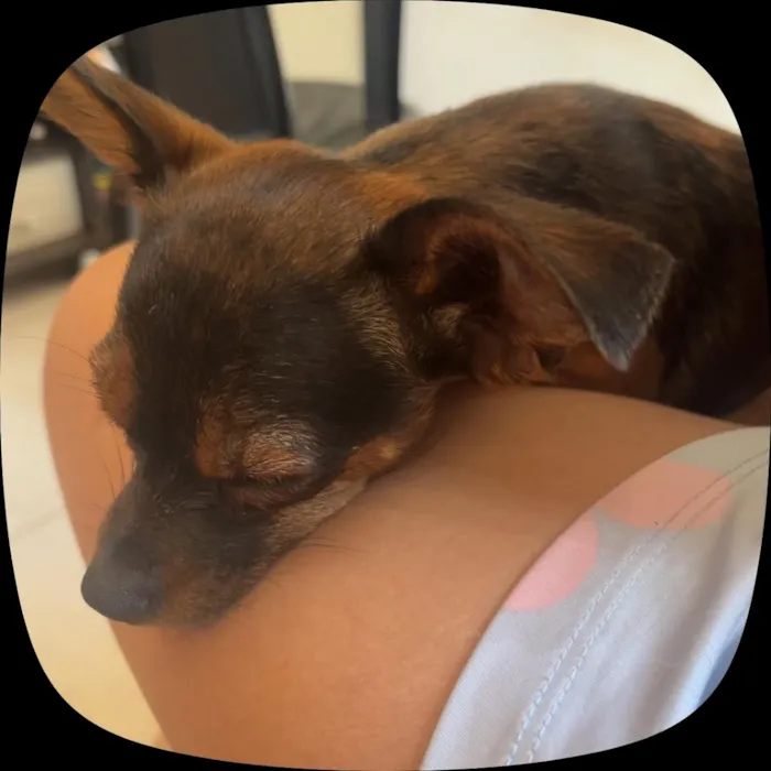 Cachorro raça SRD-ViraLata idade 7 a 11 meses nome Nina
