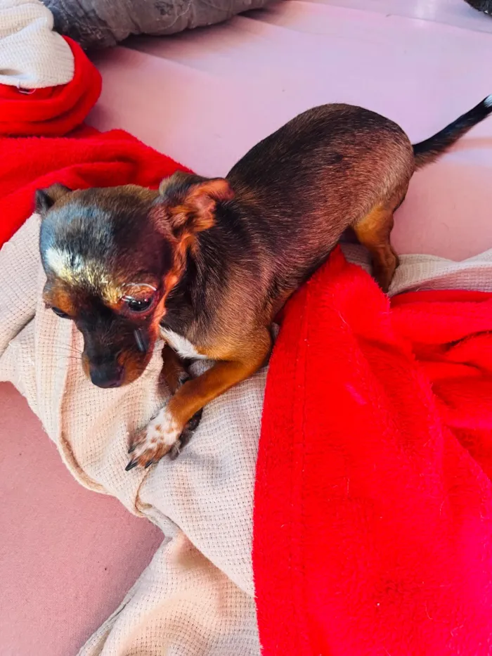 Cachorro raça SRD-ViraLata idade 7 a 11 meses nome Nina