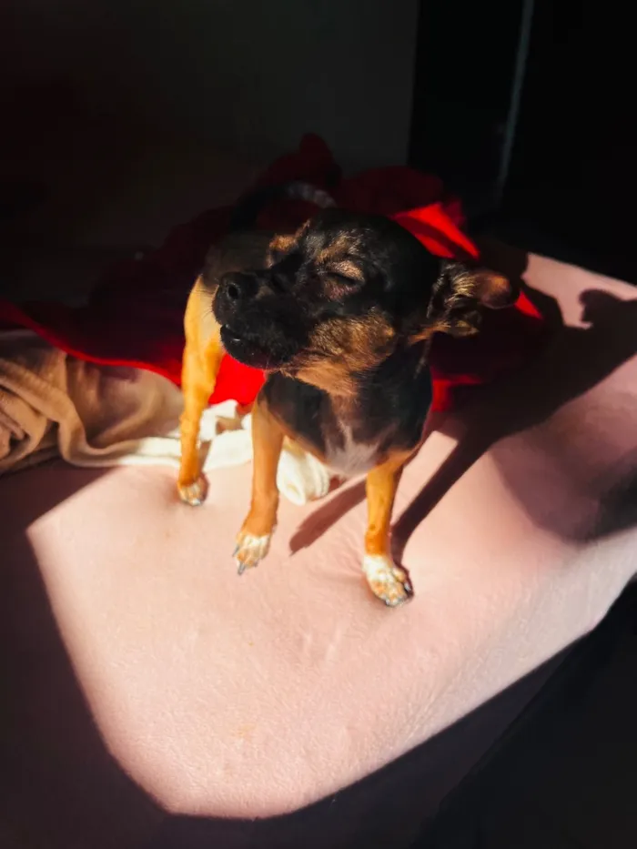 Cachorro raça SRD-ViraLata idade 7 a 11 meses nome Nina