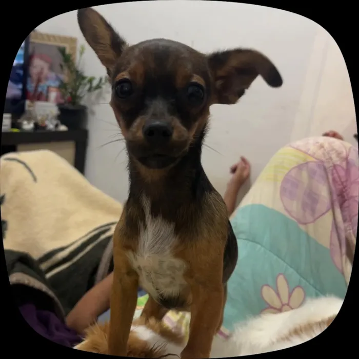 Cachorro raça SRD-ViraLata idade 7 a 11 meses nome Nina