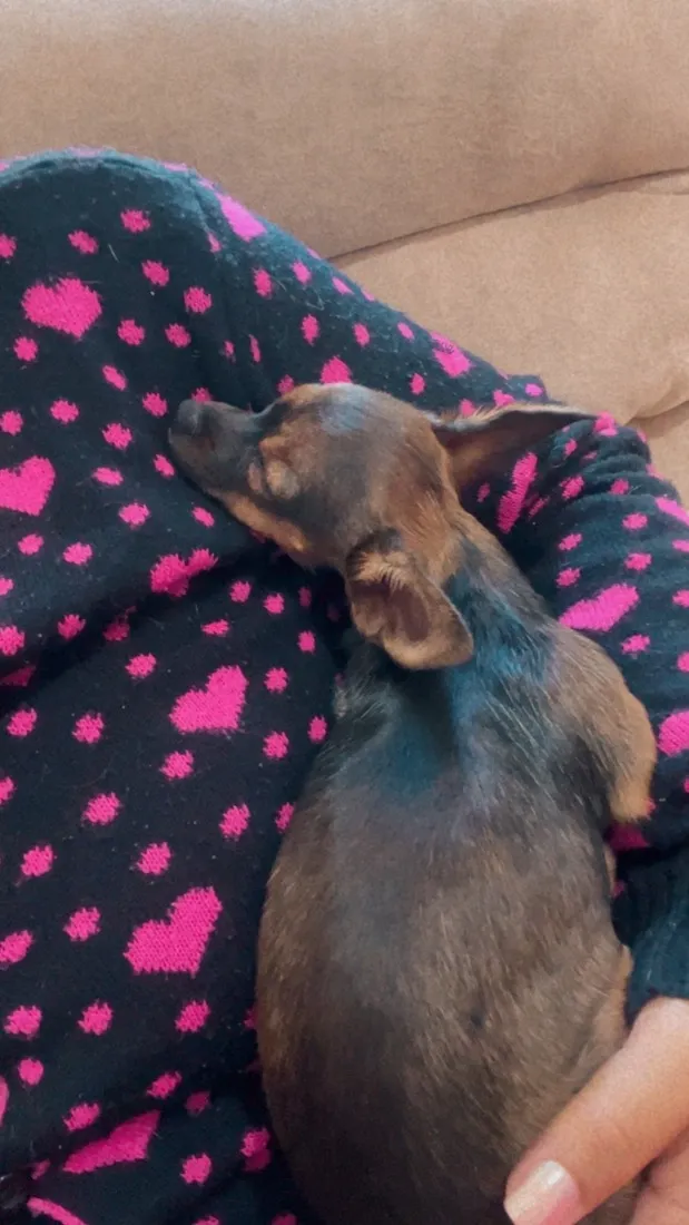 Cachorro raça SRD-ViraLata idade 7 a 11 meses nome Nina