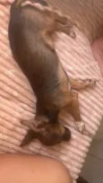 Nina