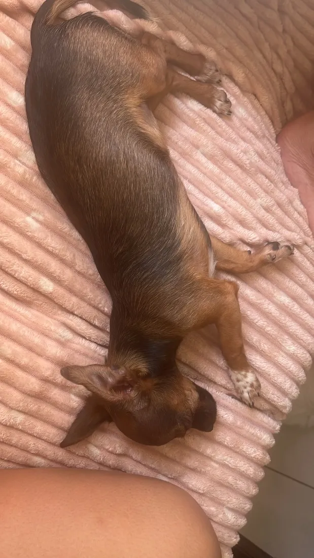 Cachorro raça SRD-ViraLata idade 7 a 11 meses nome Nina