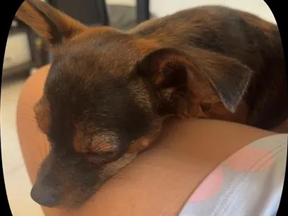 Cachorro raça SRD-ViraLata idade 7 a 11 meses nome Nina