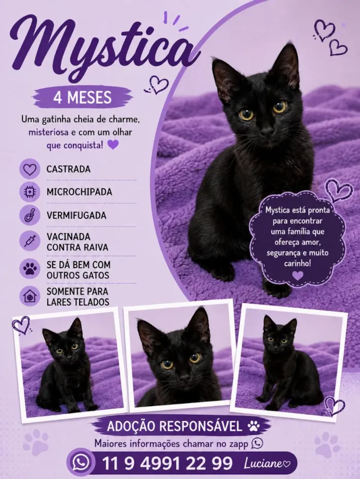 Gato raça SRD-ViraLata idade 2 a 6 meses nome Mystica