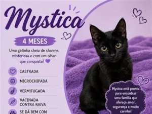 Gato raça SRD-ViraLata idade 2 a 6 meses nome Mystica