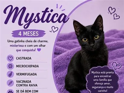 Gato raça SRD-ViraLata idade 2 a 6 meses nome Mystica