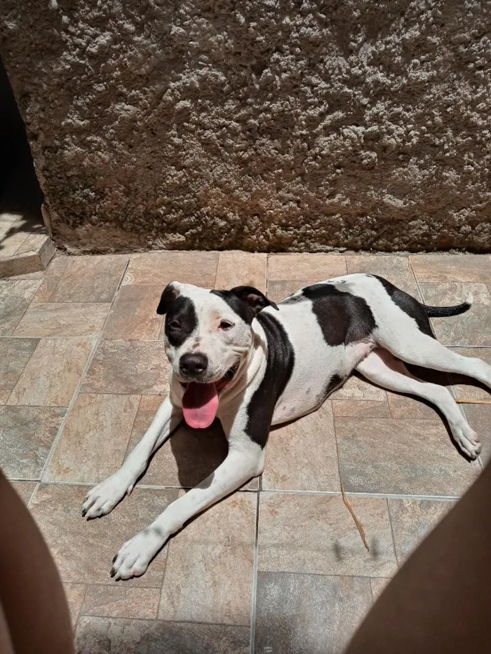 Cachorro raça SRD-ViraLata idade 2 anos nome Freya 