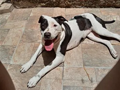 Cachorro raça SRD-ViraLata idade 2 anos nome Freya 