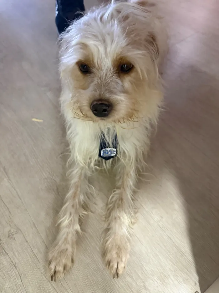 Cachorro raça SRD-ViraLata idade 4 anos nome Chease