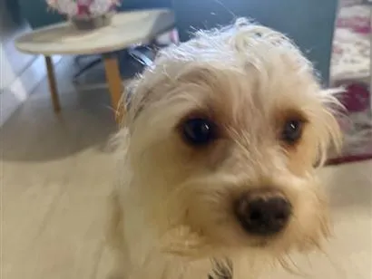 Cachorro raça SRD-ViraLata idade 4 anos nome Chease