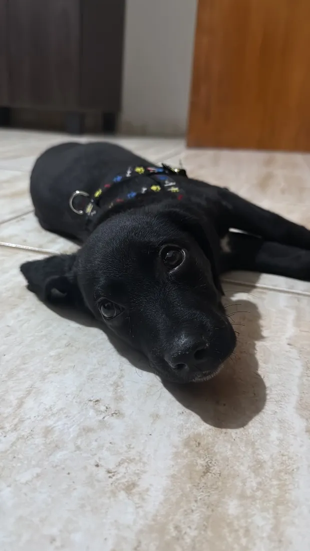 Cachorro raça SRD-ViraLata idade 2 a 6 meses nome Ainda não há um nome específico 