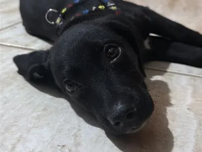 Cachorro raça SRD-ViraLata idade 2 a 6 meses nome Ainda não há um nome específico 