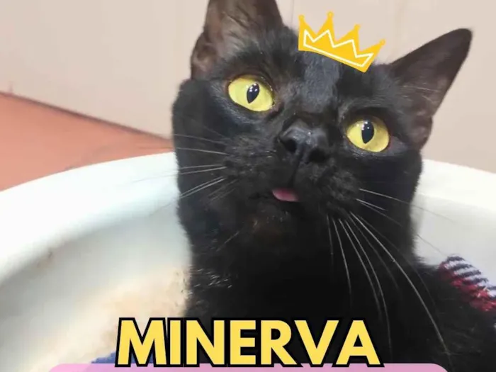 Gato raça SRD-ViraLata idade 6 ou mais anos nome Minerva