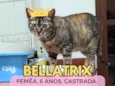 Bellatrix