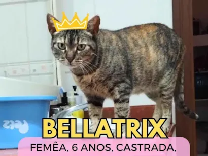 Gato raça SRD-ViraLata idade 6 ou mais anos nome Bellatrix