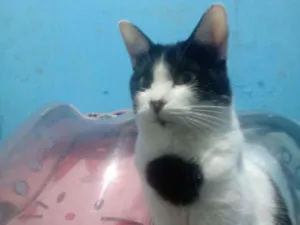 Gato raça SRD-ViraLata idade 1 ano nome Hugo