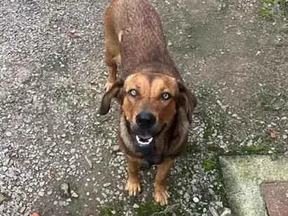 Cachorro raça SRD-ViraLata idade 4 anos nome Cida