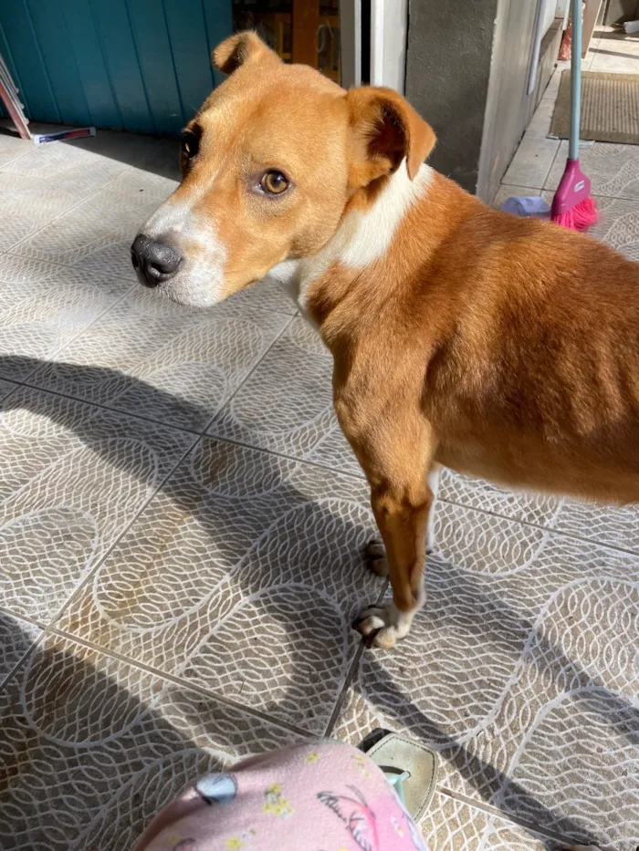 Cachorro raça SRD-ViraLata idade 1 ano nome Trovão