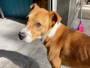 Cachorro raça SRD-ViraLata idade 1 ano nome Trovão
