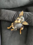 Pitoco