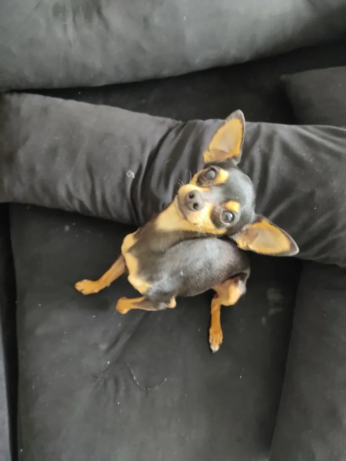 Cachorro raça Pinscher idade 1 ano nome Pitoco