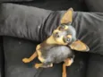 Pitoco