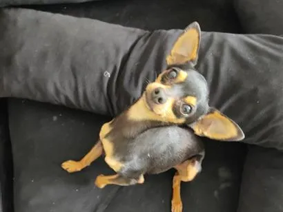 Cachorro raça Pinscher idade 1 ano nome Pitoco