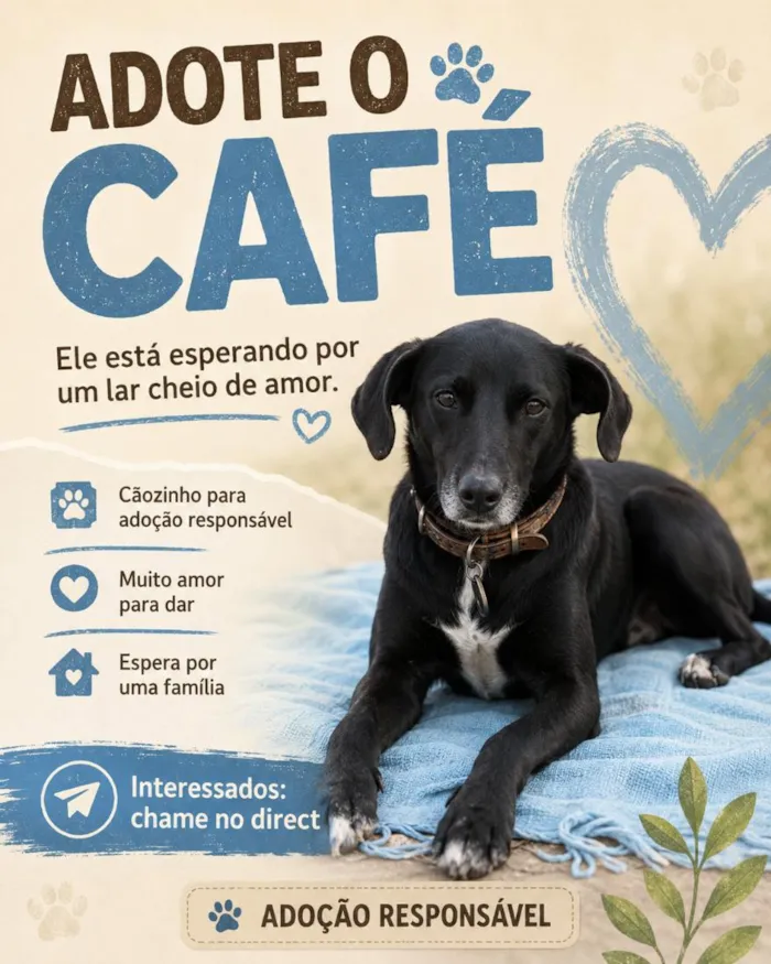 Cachorro raça SRD-ViraLata idade 6 ou mais anos nome Café