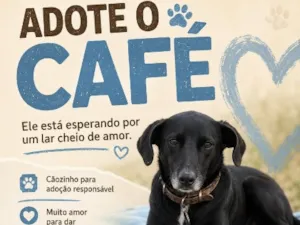 Cachorro raça SRD-ViraLata idade 6 ou mais anos nome Café