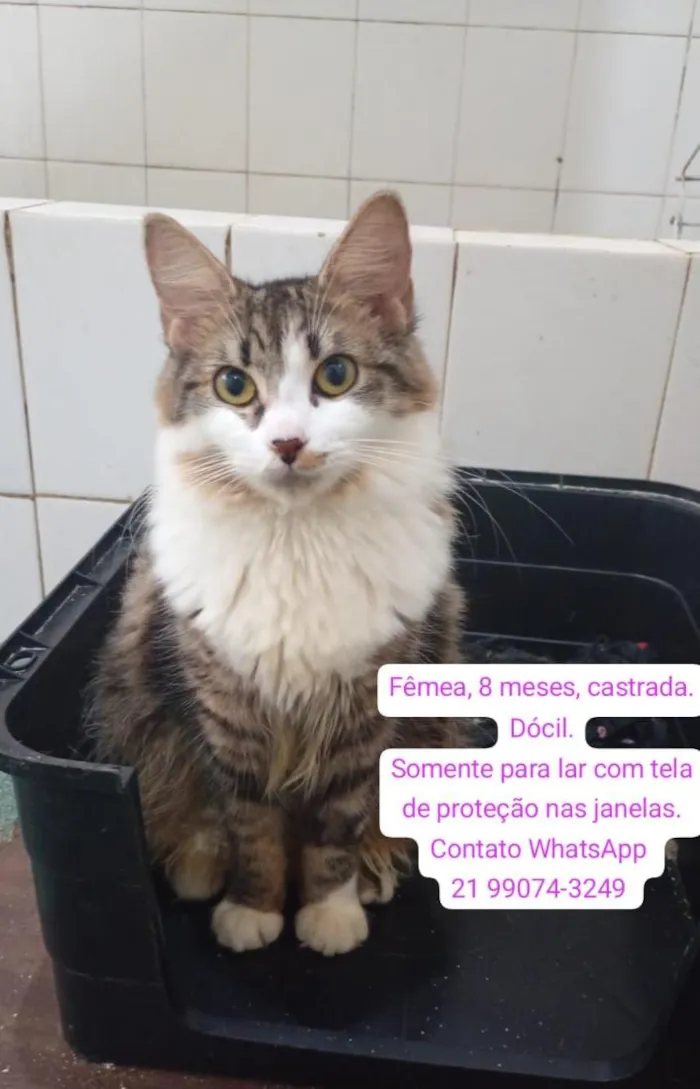 Gato raça SRD-ViraLata idade 7 a 11 meses nome Fafi