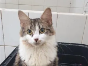 Gato raça SRD-ViraLata idade 7 a 11 meses nome Fafi