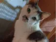 Bia