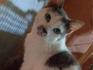 Gato raça SRD-ViraLata idade 7 a 11 meses nome Bia