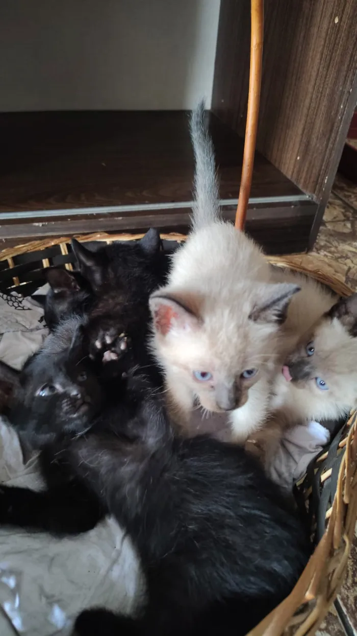 Gato raça SRD-ViraLata idade 2 a 6 meses nome bbs