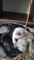 bbs