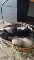 bbs