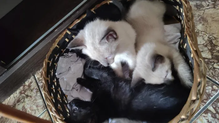 Gato raça SRD-ViraLata idade 2 a 6 meses nome bbs