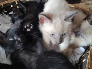 Gato raça SRD-ViraLata idade 2 a 6 meses nome bbs