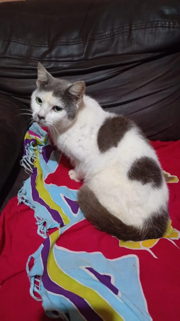 Gato raça SRD-ViraLata idade 7 a 11 meses nome Bia