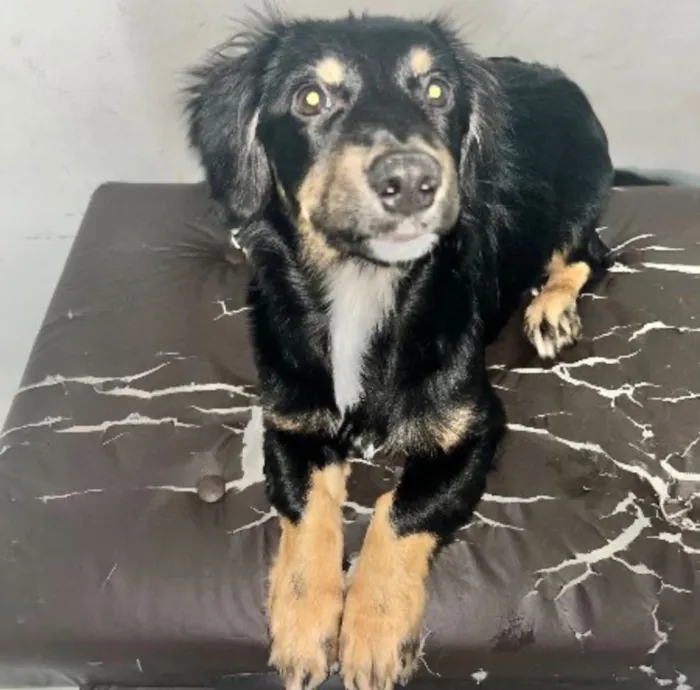 Cachorro raça SRD-ViraLata idade 2 a 6 meses nome Henry